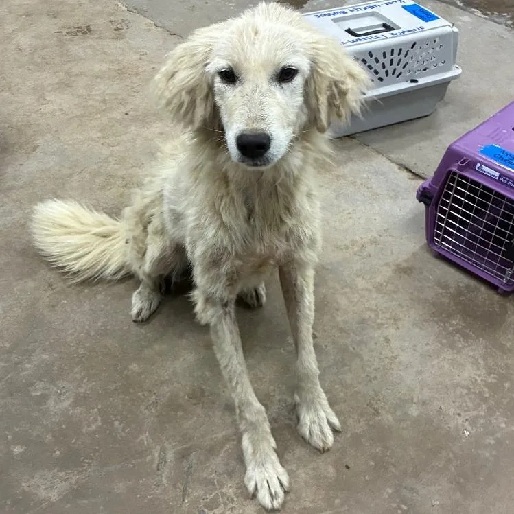 An adult medium-sized female White / Cream Mixed Breed dog named Strawberry Shortcake for adoption in Corbin, KY