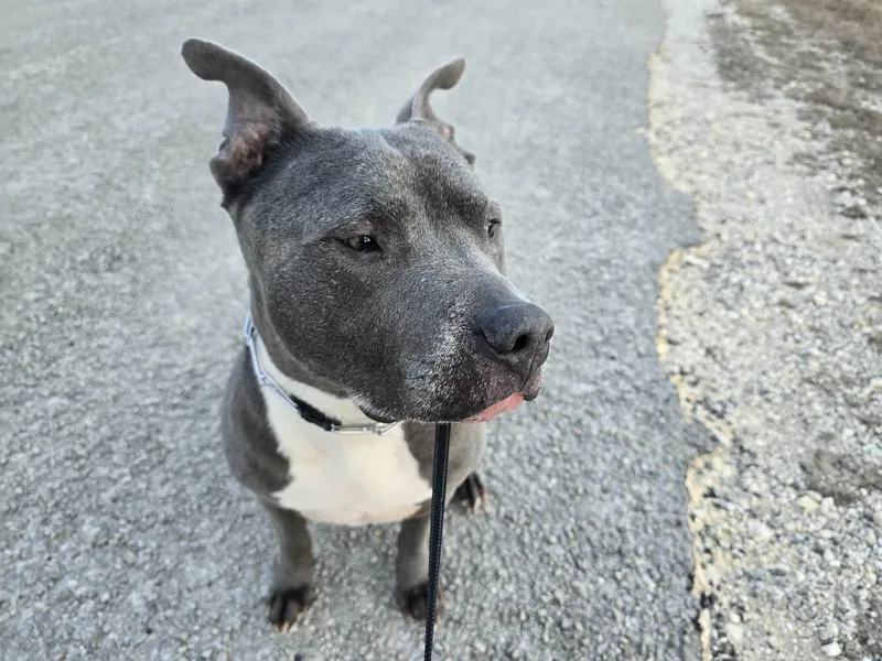 A senior medium-sized male American Staffordshire Terrier dog named Diesel for adoption in Mico, TX