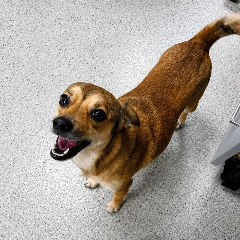 An adult small-sized female Brown / Chocolate Chihuahua dog named Socko for adoption in Hopkinton, MA