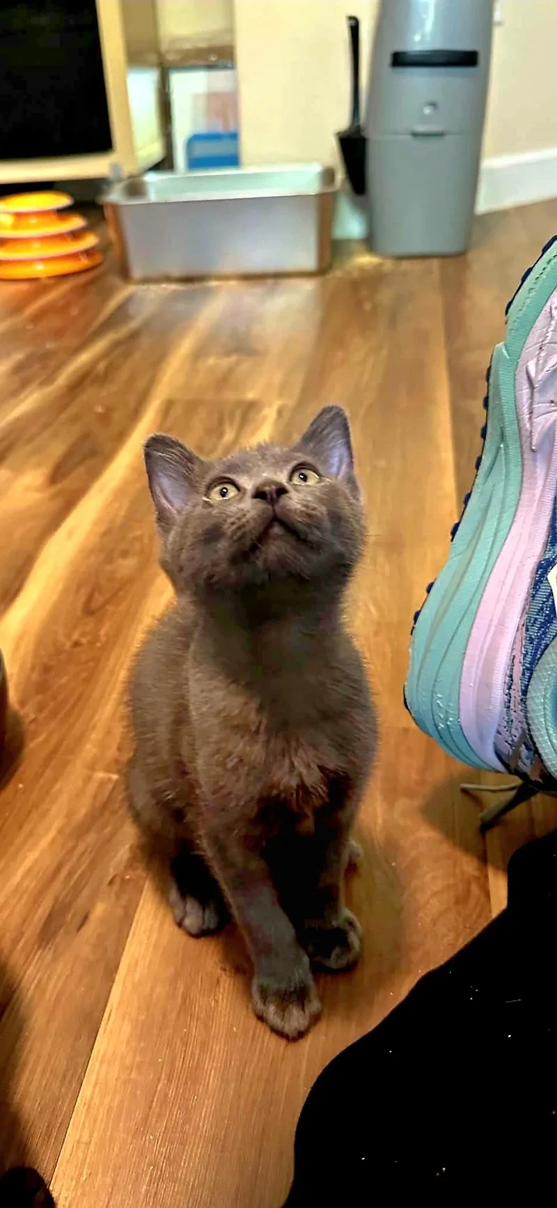 A young medium-sized male Gray / Blue / Silver Domestic Short Hair cat named Buford for adoption in Aurora, CO