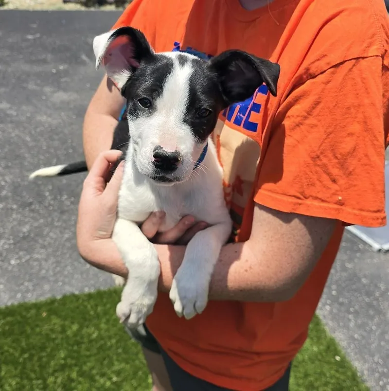 A baby small-sized female Tricolor (Brown, Black, & White) Terrier dog named Thea for adoption in Evansville, IN