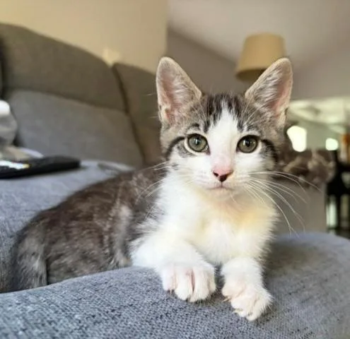 A baby small-sized female Domestic Short Hair cat named Ernie for adoption in Sacramento, CA