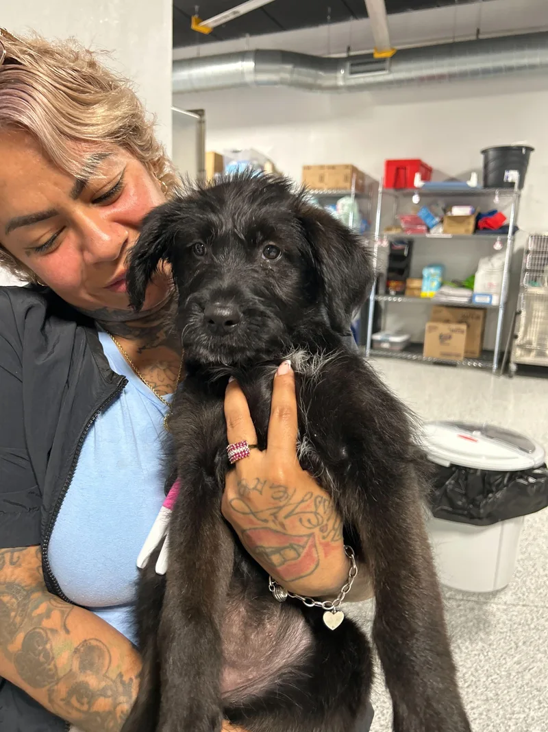 A baby medium-sized female Wirehaired Terrier dog named Opal for adoption in Portland, ME