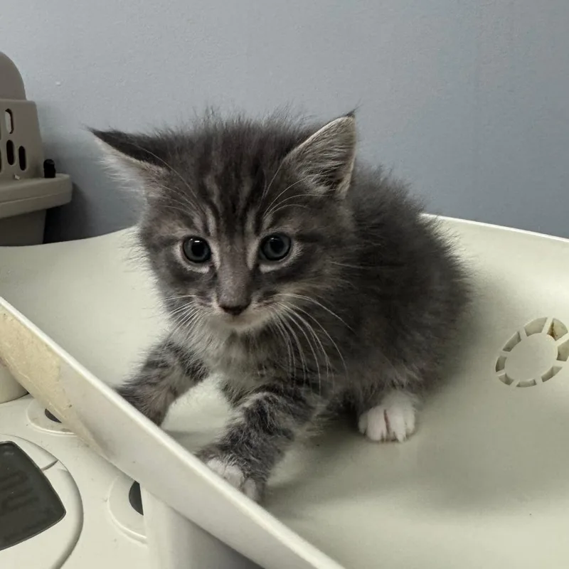 A baby small-sized male Gray / Blue / Silver Domestic Short Hair cat named Edm for adoption in Columbus, GA
