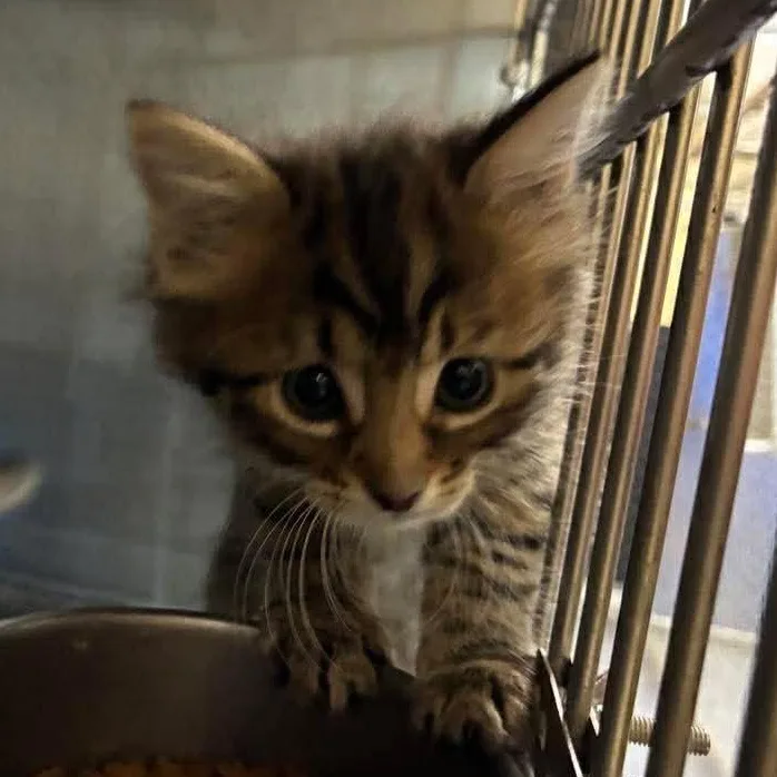A baby medium-sized female Tabby (Brown / Chocolate) Domestic Short Hair cat named Ember for adoption in Petersburg, IL