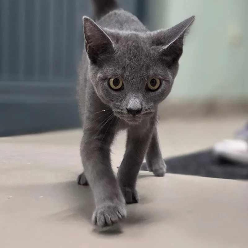 A baby small-sized male Gray / Blue / Silver Domestic Short Hair cat named Leo for adoption in Pittsford, VT