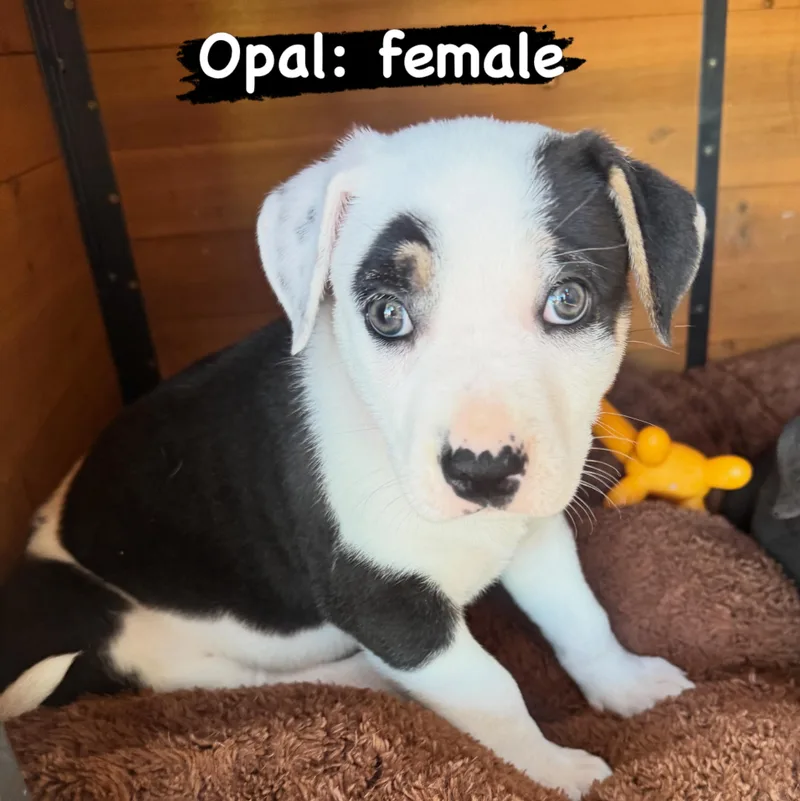 A baby large-sized female Pit Bull Terrier dog named Opal for adoption in Lincoln, CA