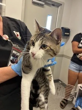 A young medium-sized male Domestic Short Hair cat named Wishbone for adoption in Shreveport, LA