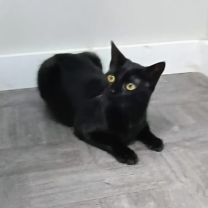 A young medium-sized female Black Domestic Short Hair cat named Fiona for adoption in Rogersville, TN