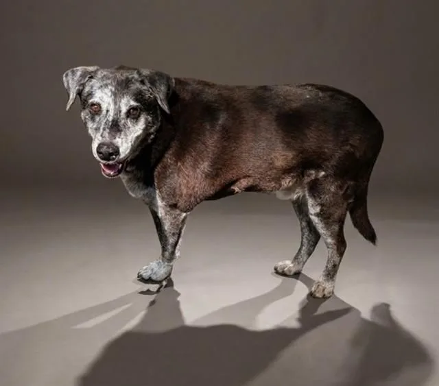 An adult large-sized male Mixed Breed dog named Seymore for adoption in Jacksonville, FL