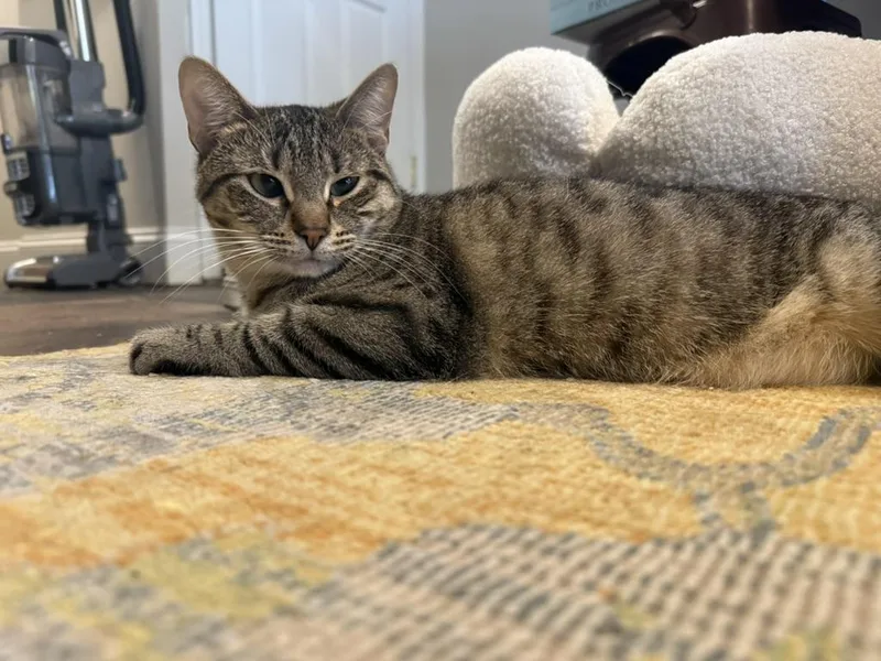 A young medium-sized female Tabby (Buff / Tan / Fawn) Domestic Short Hair cat named Gin for adoption in Brooklyn, NY