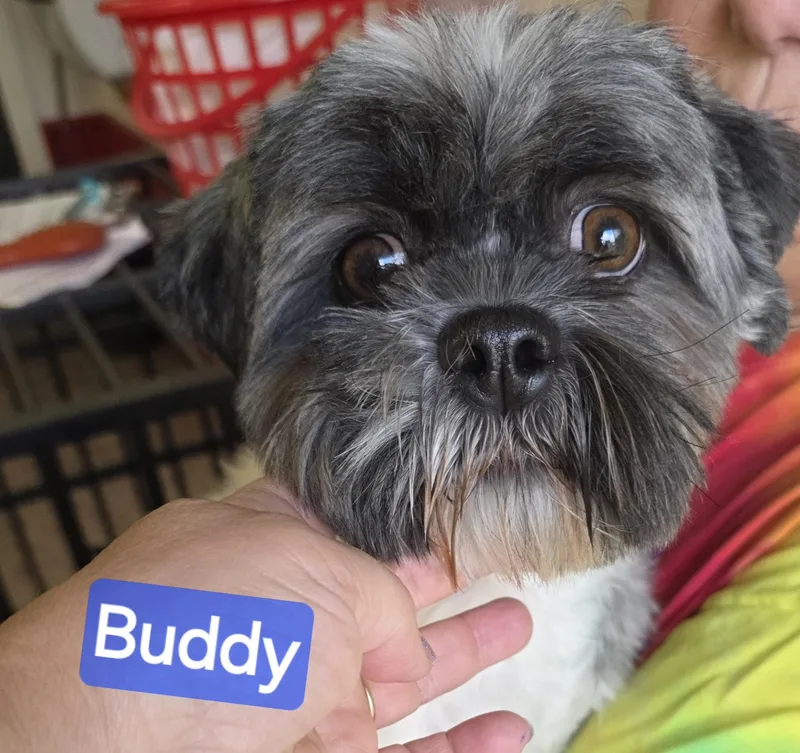 Buddy thumbnail 2