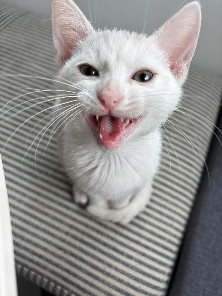 A baby medium-sized male White Domestic Short Hair cat named Milo for adoption in Oceanside, CA