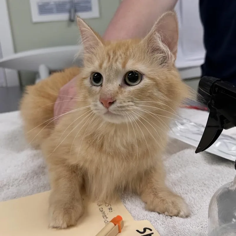 An adult medium-sized female Orange / Red Domestic Medium Hair cat named Shira for adoption in East Smithfield , PA