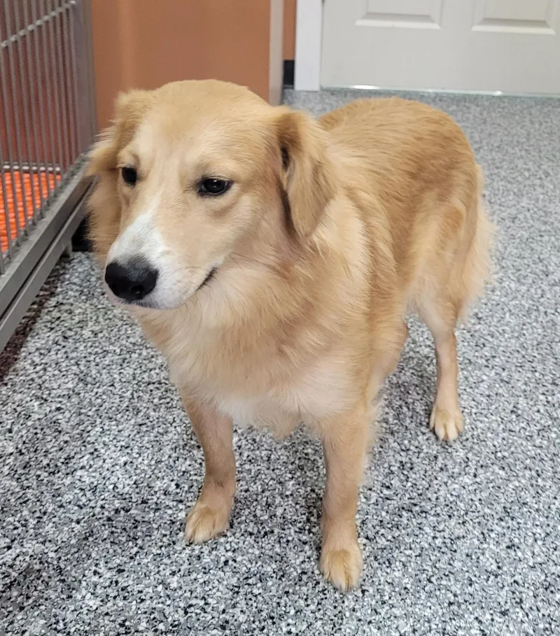 A young medium-sized male Golden Smooth Collie dog named Michael for adoption in Catlettsburg, KY