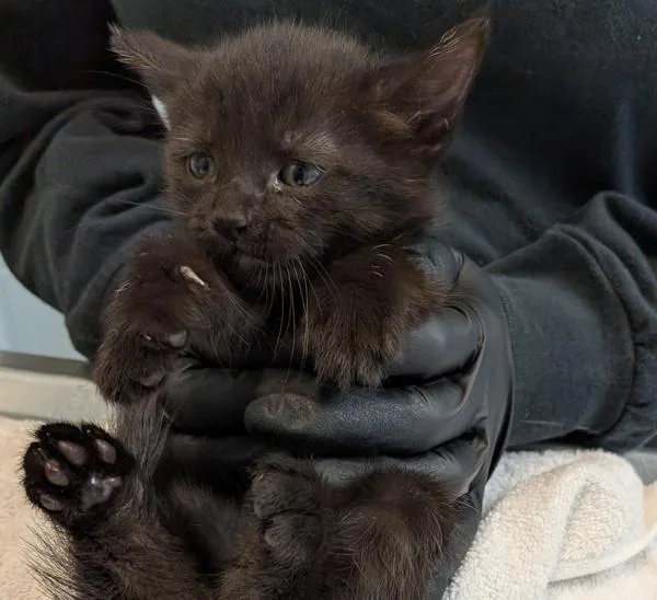 A baby small-sized female Domestic Short Hair cat named Hershey for adoption in Escondido, CA