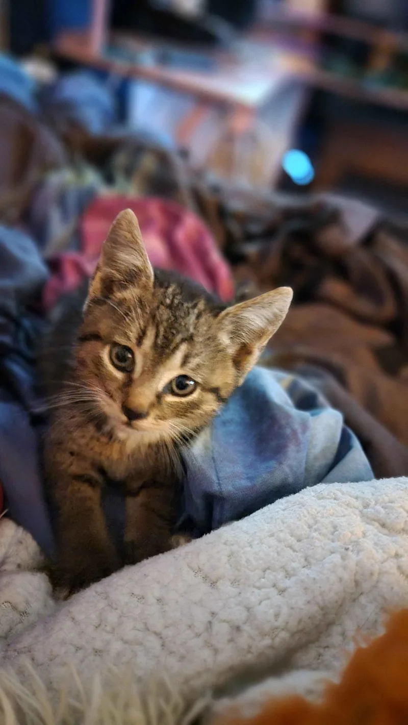 A baby medium-sized male Tabby (Gray / Blue / Silver) Domestic Short Hair cat named Meatball for adoption in Seneca, SC