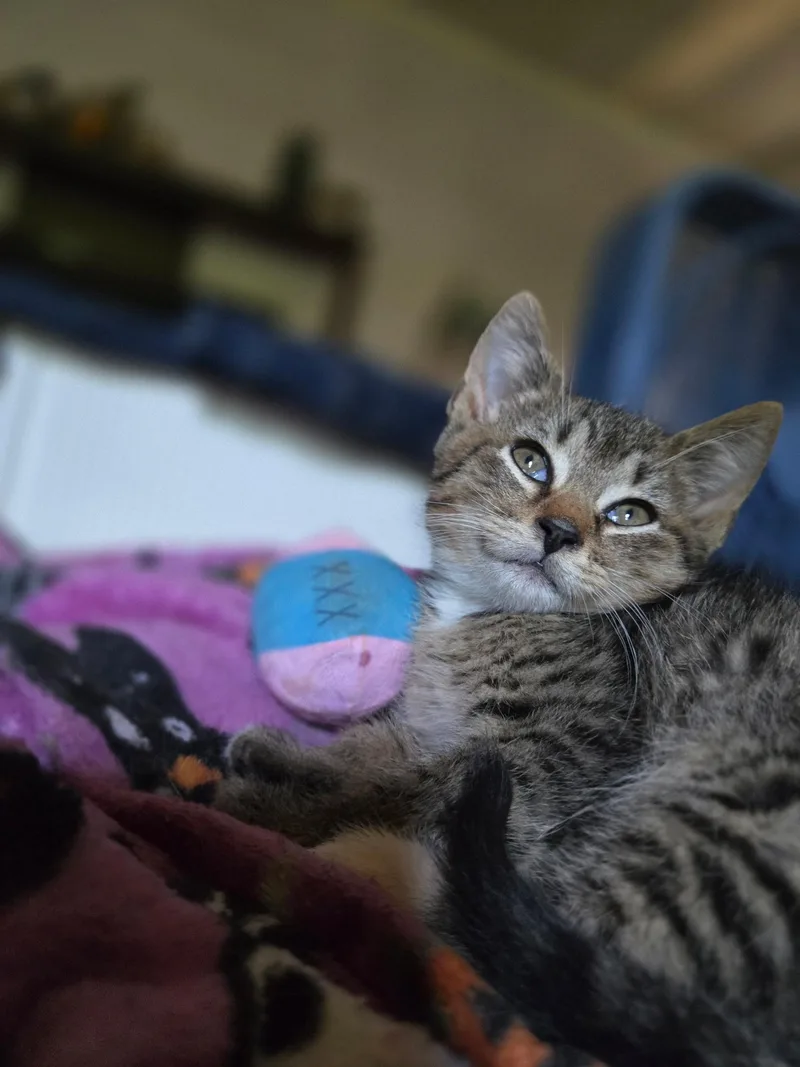 Meatball thumbnail 3