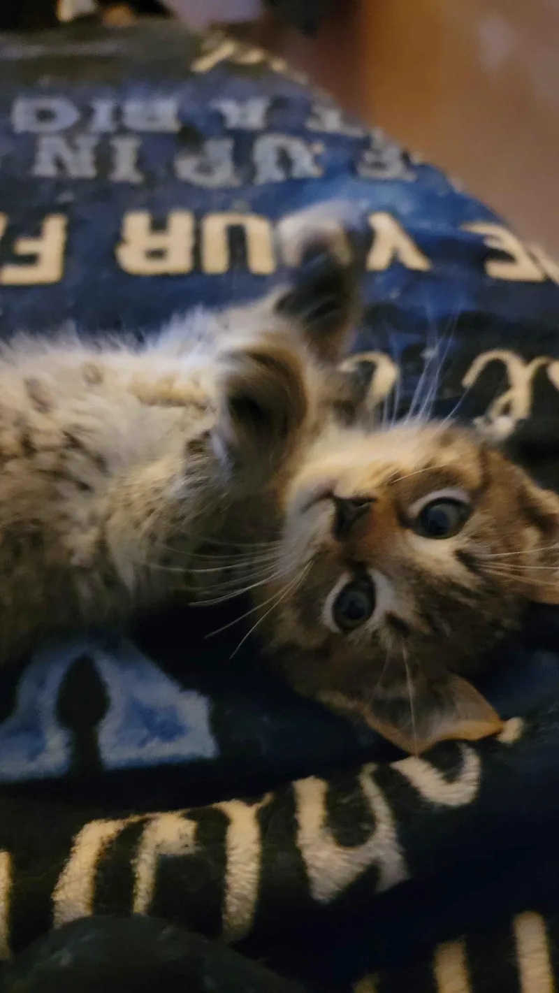 Meatball thumbnail 5