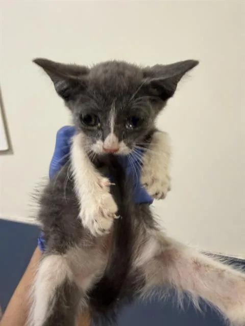 A baby small-sized female Domestic Short Hair cat named Kiki for adoption in Miami, FL