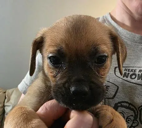 A baby small-sized female Brown / Chocolate Pug dog named Vivi for adoption in Manvel, TX