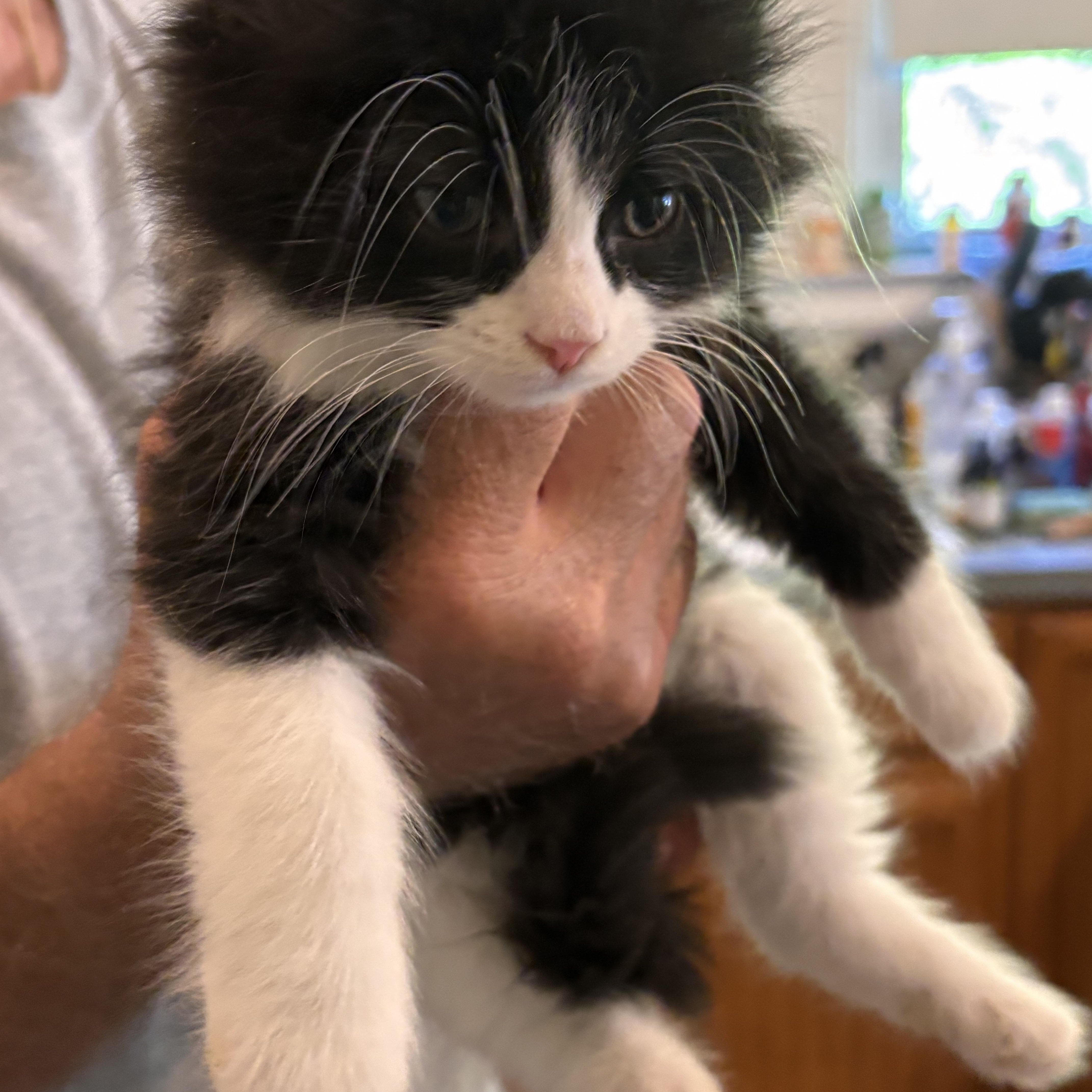 A baby medium-sized male Black & White / Tuxedo Domestic Medium Hair cat named Noodle for adoption in Shelby Township, MI