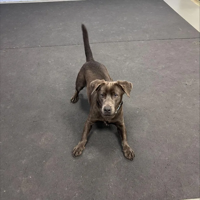 An adult medium-sized male Gray / Blue / Silver Mixed Breed dog named Odie for adoption in Wantagh, NY