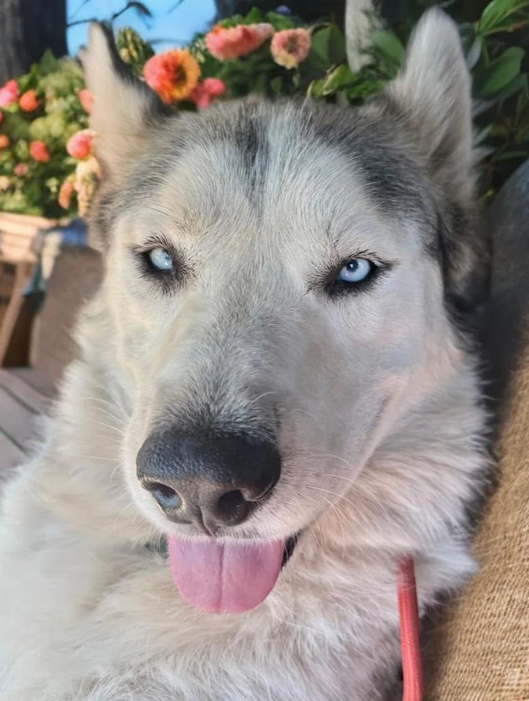 A young large-sized male Alaskan Malamute dog named Diablo for adoption in Sumter, SC