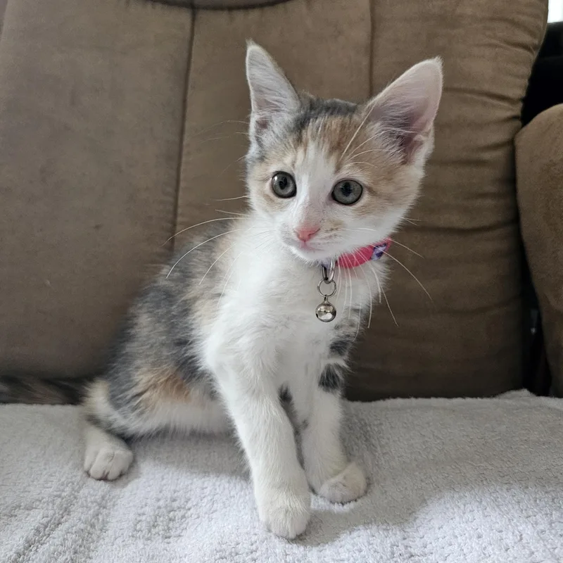 A baby small-sized female Dilute Calico Domestic Short Hair cat named Chaise for adoption in Bryan, TX