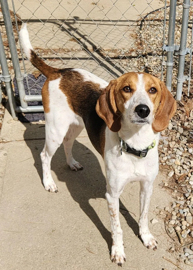 A young medium-sized female Tricolor (Brown, Black, & White) Beagle dog named Dottie for adoption in Cleveland, OH
