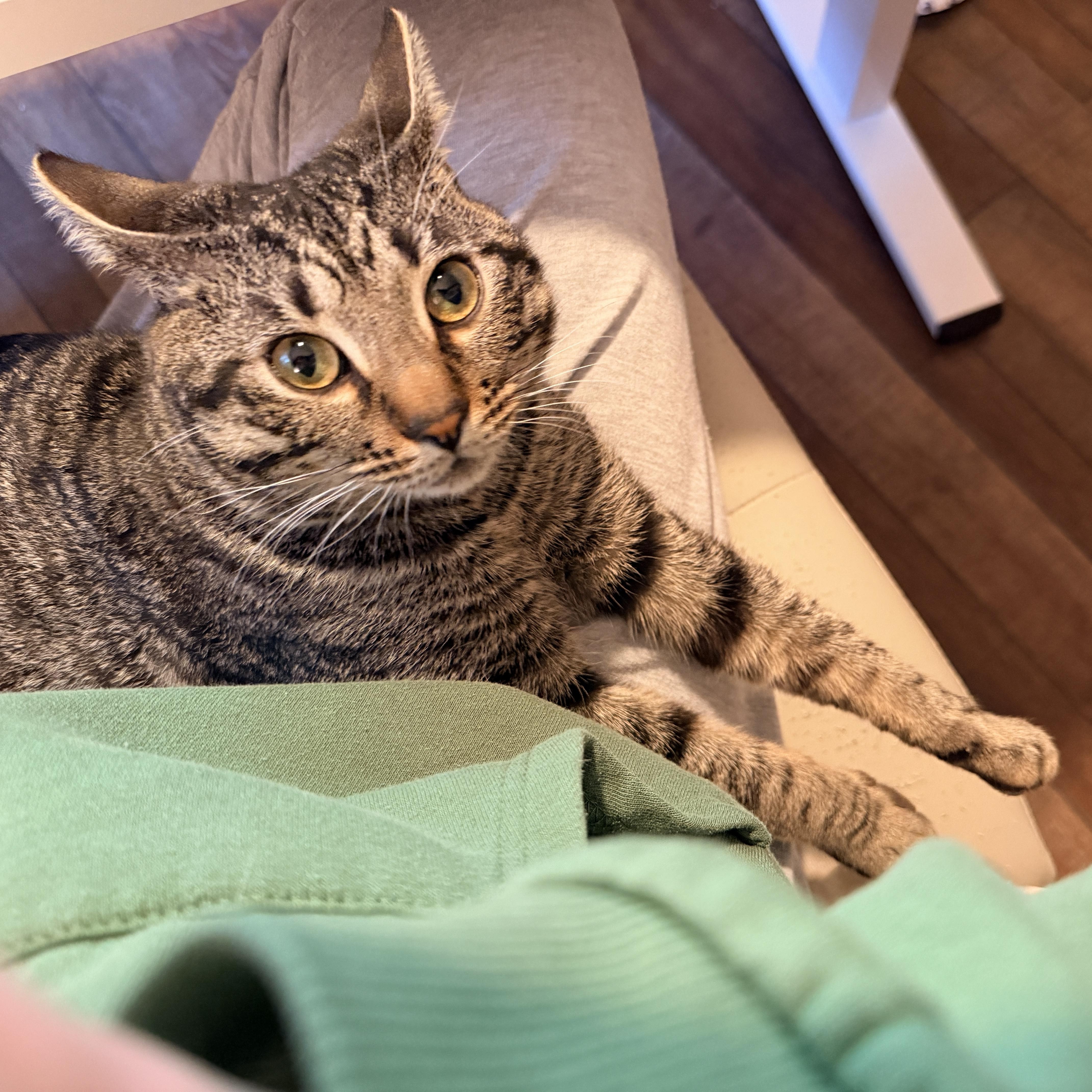 A young medium-sized male Tabby (Brown / Chocolate) Domestic Short Hair cat named Bacon for adoption in DICKSON, TN