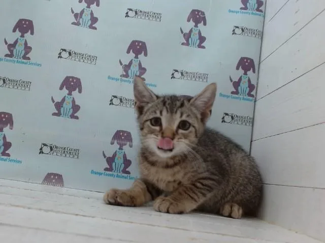 A baby small-sized male Domestic Short Hair cat named Santino for adoption in Orlando, FL