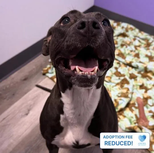 A young medium-sized female Bicolor Pit Bull Terrier dog named Shanghai for adoption in Naperville, IL