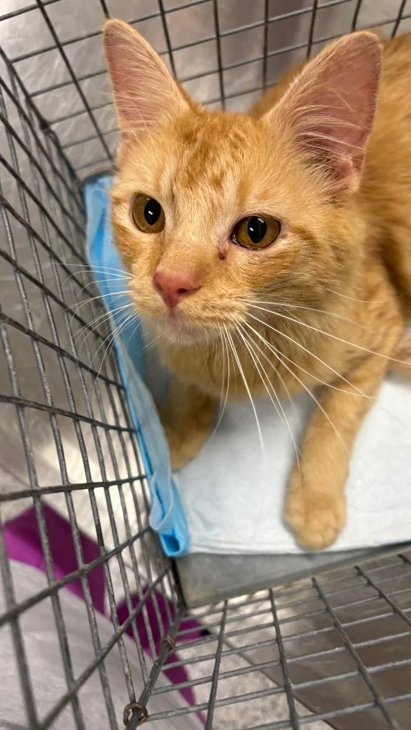 A young medium-sized male Domestic Short Hair cat named George for adoption in Clarksville, TN