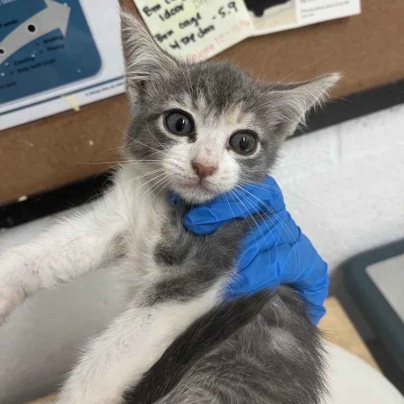 A baby small-sized female Calico Domestic Short Hair cat named Marsha for adoption in Edinburg, TX