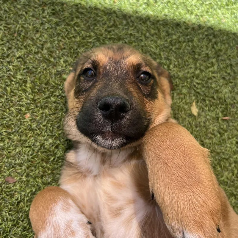 A baby large-sized male Brown / Chocolate Anatolian Shepherd dog named Han Solo for adoption in Gainesville, GA
