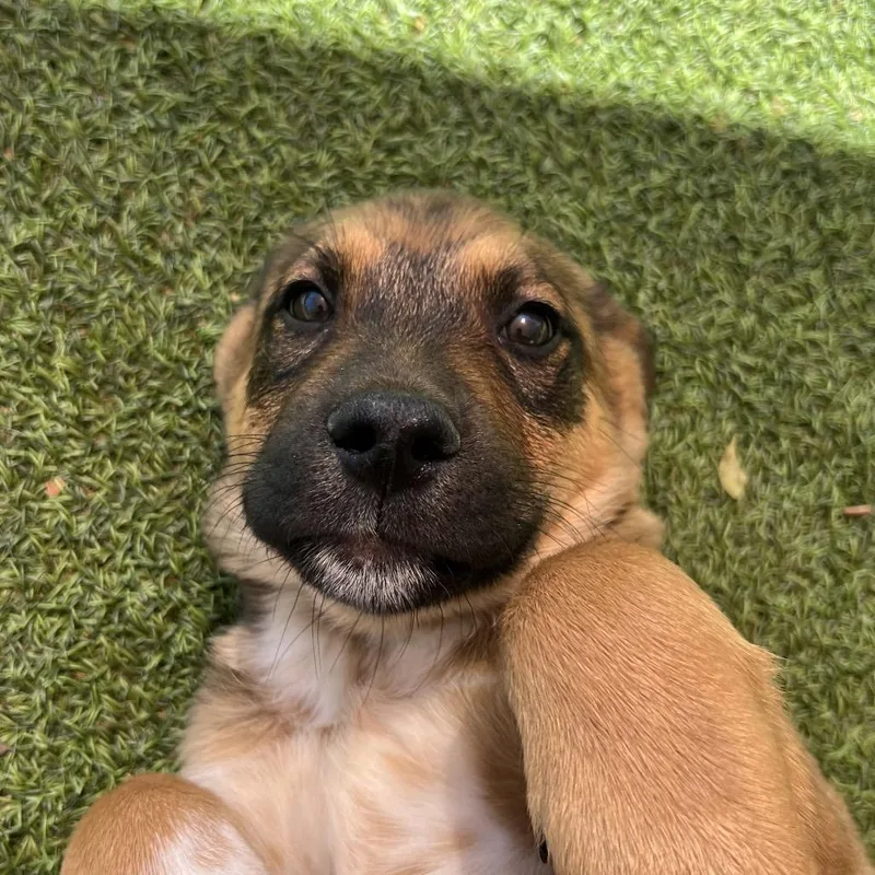 Han Solo thumbnail 2