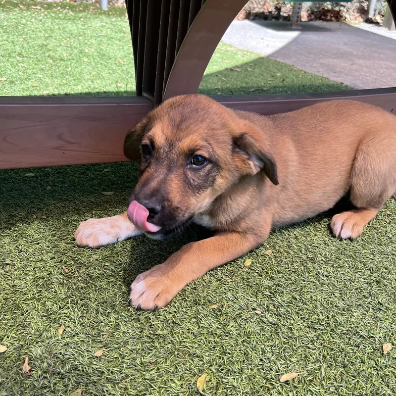 Han Solo thumbnail 3