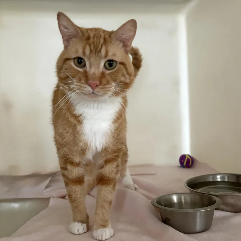A young medium-sized male Tabby (Orange / Red) Domestic Short Hair cat named Wesley for adoption in Waterloo, IA