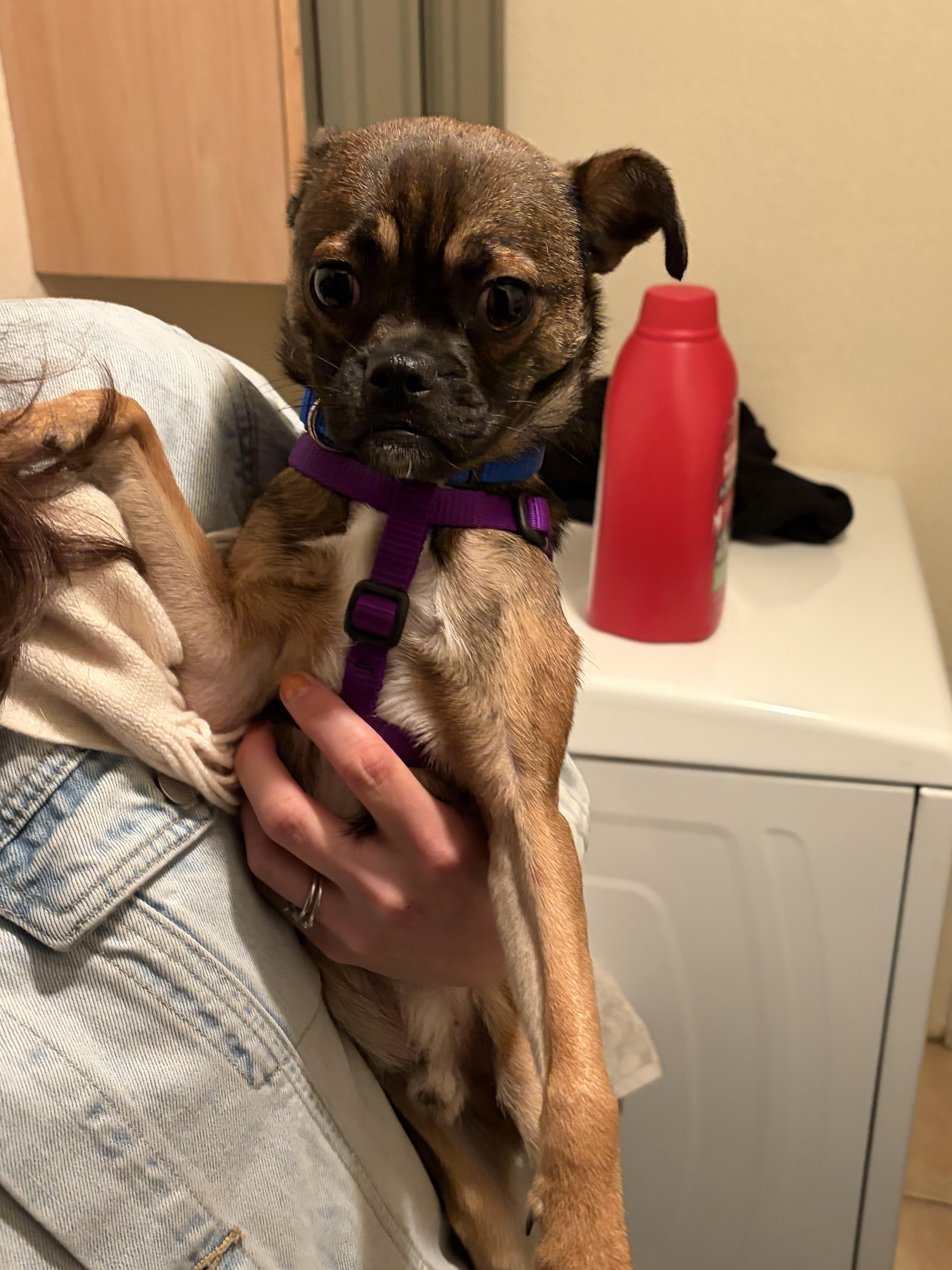 A young small-sized male Pug dog named Davey for adoption in Windsor, CO