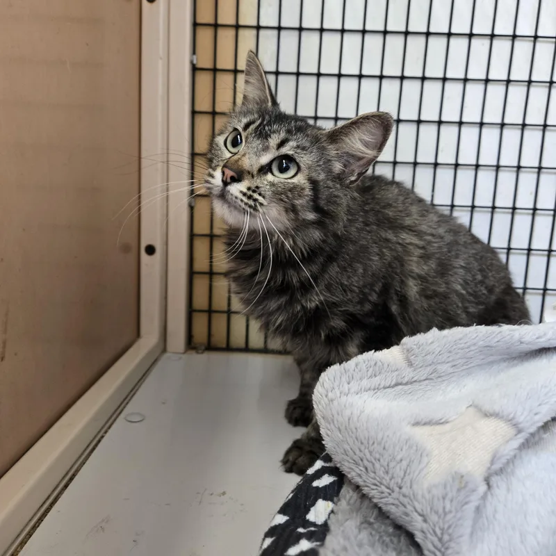 An adult medium-sized female Tabby (Brown / Chocolate) Domestic Long Hair cat named Karla Fiesta for adoption in Graham, TX