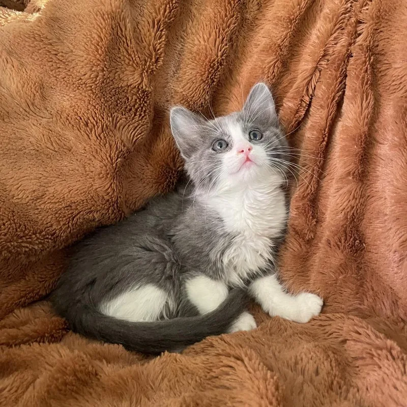 A baby small-sized female Gray / Blue / Silver Domestic Medium Hair cat named Ariela for adoption in Tucson, AZ