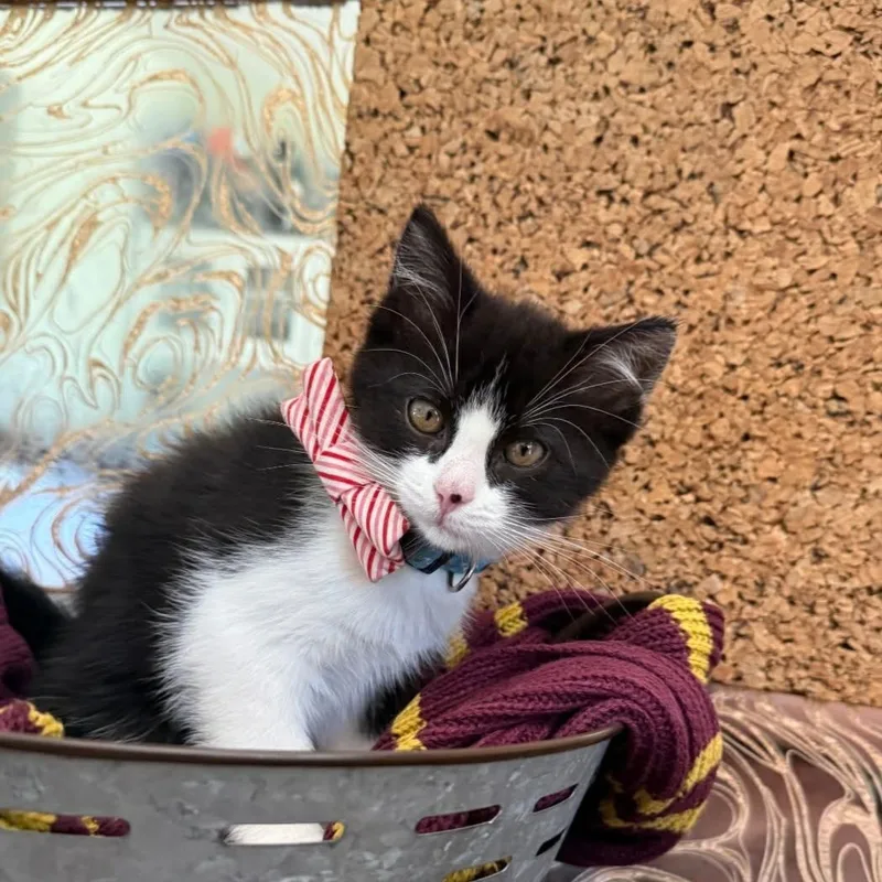 A baby medium-sized male Black & White / Tuxedo Tuxedo cat named Himmel for adoption in Warr Acres, OK