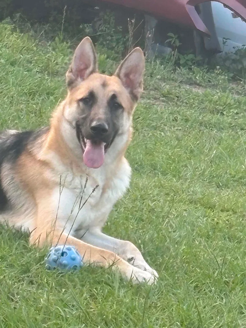 Atlas