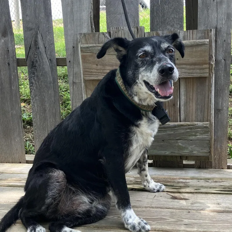 A senior medium-sized male Black Australian Shepherd dog named Buddy for adoption in Pulaski, TN