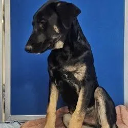 A baby medium-sized male Black Mixed Breed dog named Soldier for adoption in Las Cruces, NM
