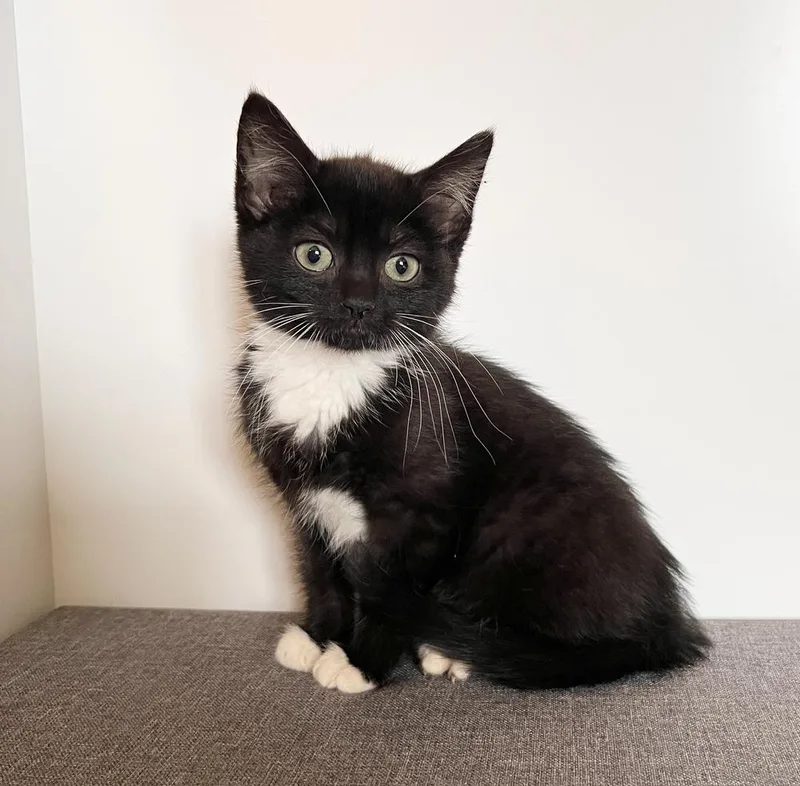 A baby small-sized female Black & White / Tuxedo Domestic Short Hair cat named Tara for adoption in Rochester, IN