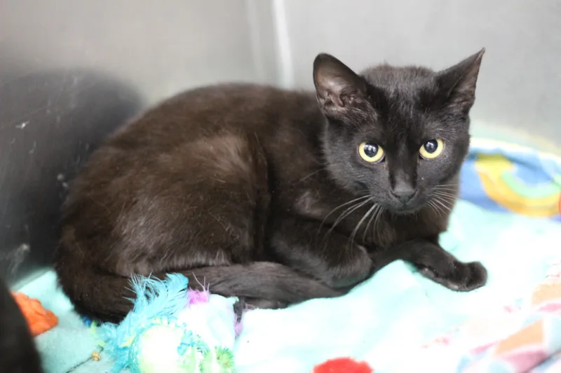 A young medium-sized male Black Domestic Short Hair cat named Simon for adoption in Ottumwa, IA