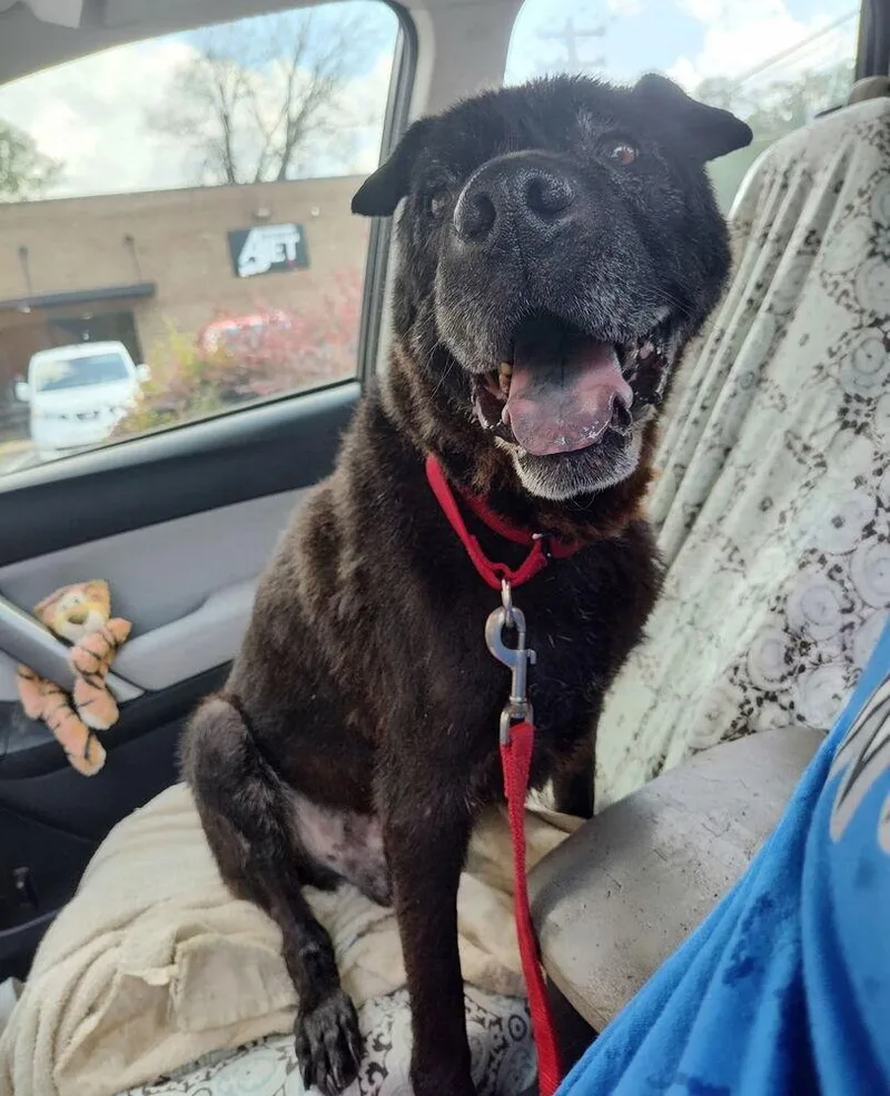 A senior medium-sized male Black Shar-Pei dog named Zeus for adoption in Raleigh, NC