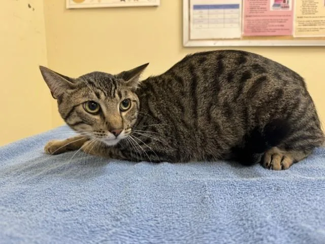 A young large-sized male Domestic Short Hair cat named Wiggles for adoption in Fremont, CA